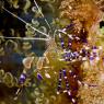 Spotted Anemone Shrimp