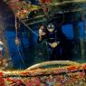 Scuba Divers in Utila